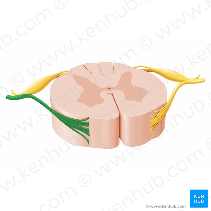 Raíz anterior del nervio espinal (Radix anterior nervi spinalis); Imagen: Paul Kim