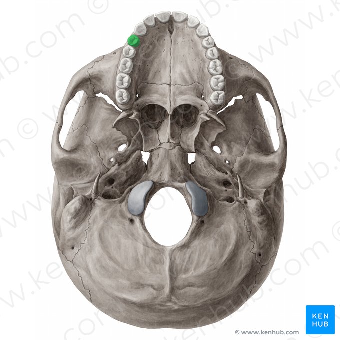 Maxillary right first premolar tooth (Dens premolaris primus dexter maxillaris); Image: Yousun Koh