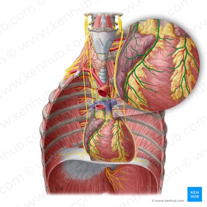 Cardiac plexus (Plexus cardiacus); Image: Yousun Koh