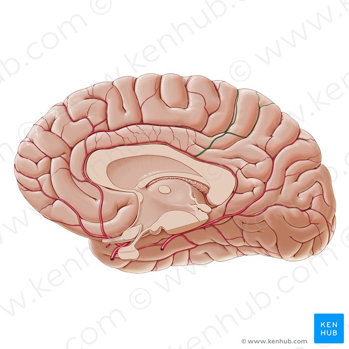 Rami precuneati arteriae pericallosae (Äste zur vorderen Keilwindung der Nebenbalkenarterie); Bild: Paul Kim