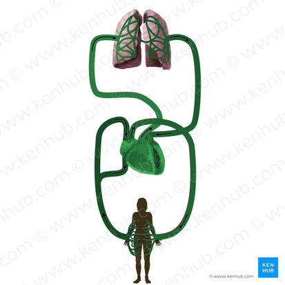 Cardiovascular system (Systema cardiovasculare); Image: Begoña Rodriguez