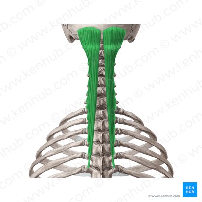 Semispinalis capitis muscle (Musculus semispinalis capitis); Image: Yousun Koh