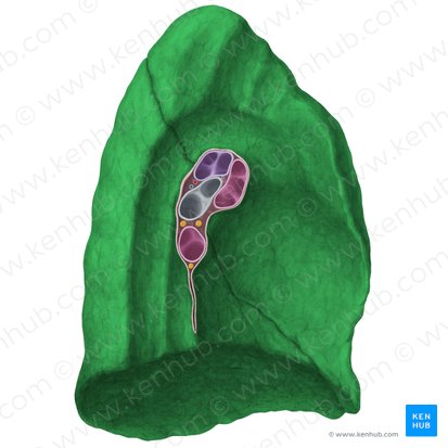 Left lung (Pulmo sinister); Image: Yousun Koh