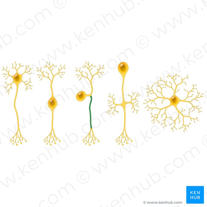 Processus centralis neuri pseudounipolaris (Zentraler Fortsatz des pseudounipolaren Neurons); Bild: Paul Kim