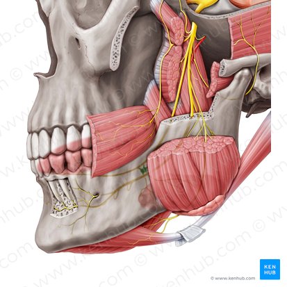 Submandibular ganglion (Ganglion submandibulare); Image: Paul Kim