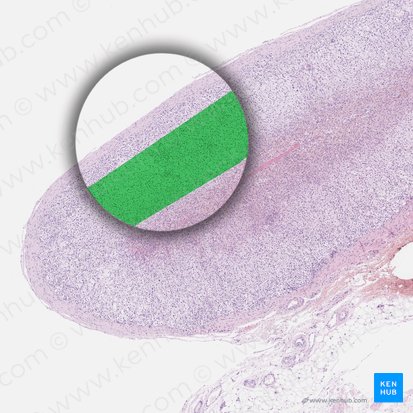 Zona fasciculata; Image: 