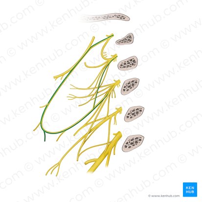 Ramo para el músculo esternohioideo del plexo cervical (Ramus sternohyoideus ansae cervicalis); Imagen: Begoña Rodriguez