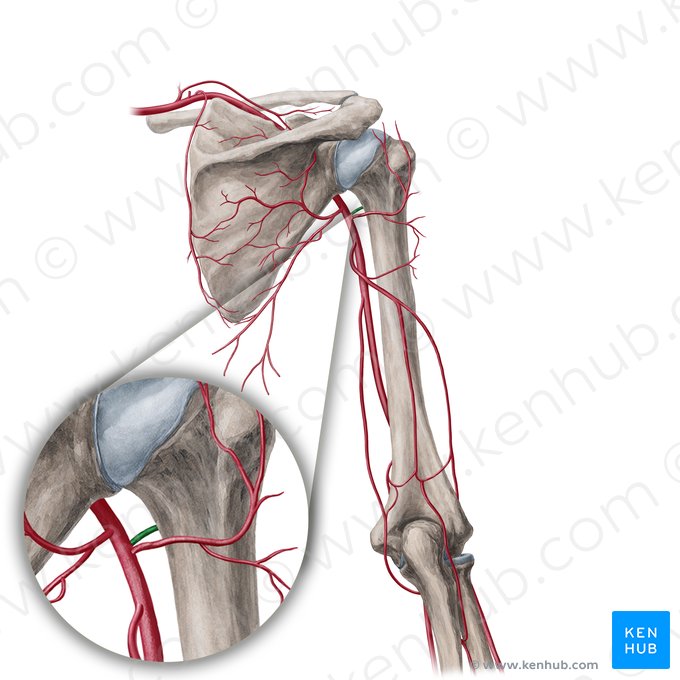 Arteria circumflexa anterior humeri (Vordere Oberarmkranzarterie); Bild: Yousun Koh