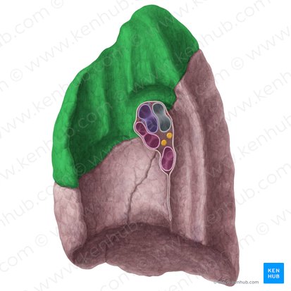 Superior lobe of right lung (Lobus superior pulmonis dextri); Image: Yousun Koh