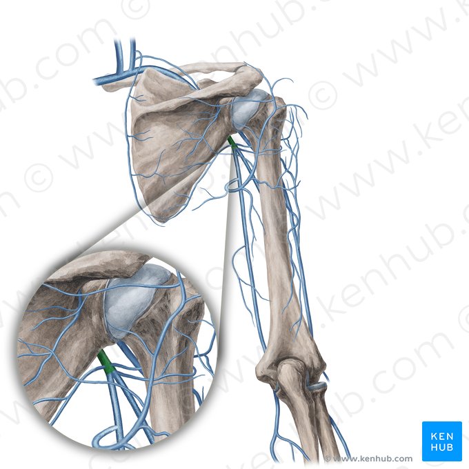 Vena axillaris (Achselvene); Bild: Yousun Koh