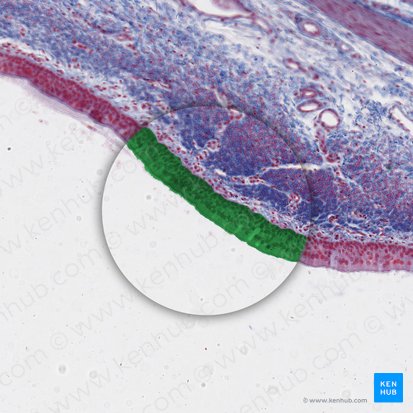 Epithelium pseudostratificatum columnare kinociliatum (Mehrreihiges hochprismatisches Epithel (mit Kinozilien)); Bild: 
