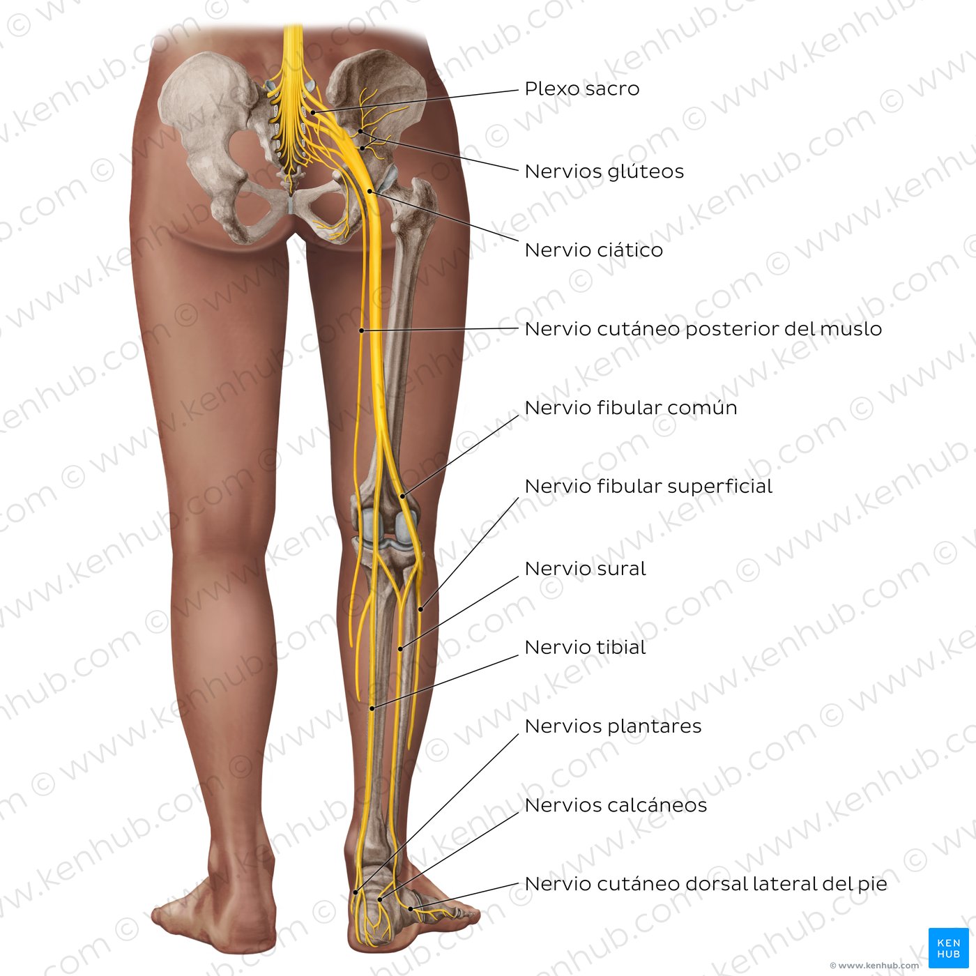Main nerves found in the lower limb from the posterior view, shown superimposed over the lower half of a dark-skinned model.