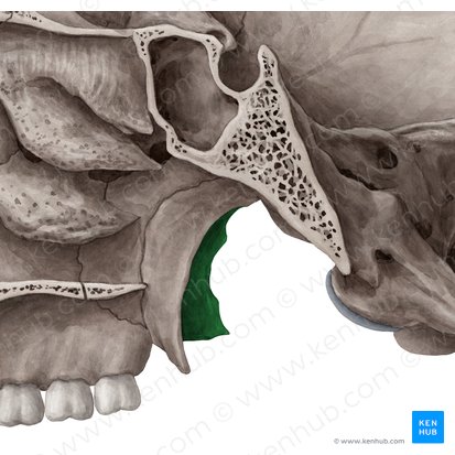 Lámina lateral del proceso pterigoides del hueso esfenoides (Lamina lateralis processus pterygoidei ossis sphenoidalis); Imagen: Yousun Koh