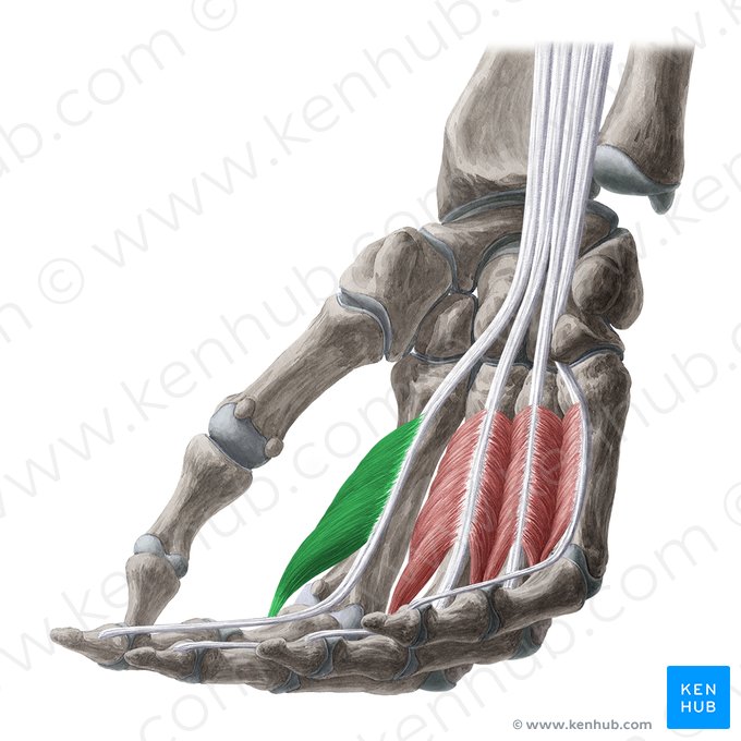 1.º músculo lumbrical da mão (Musculus lumbricalis 1 manus); Imagem: Yousun Koh