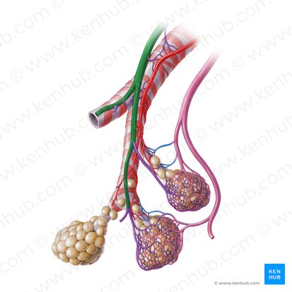 Artéria pulmonar (Arteria pulmonalis); Imagem: Paul Kim
