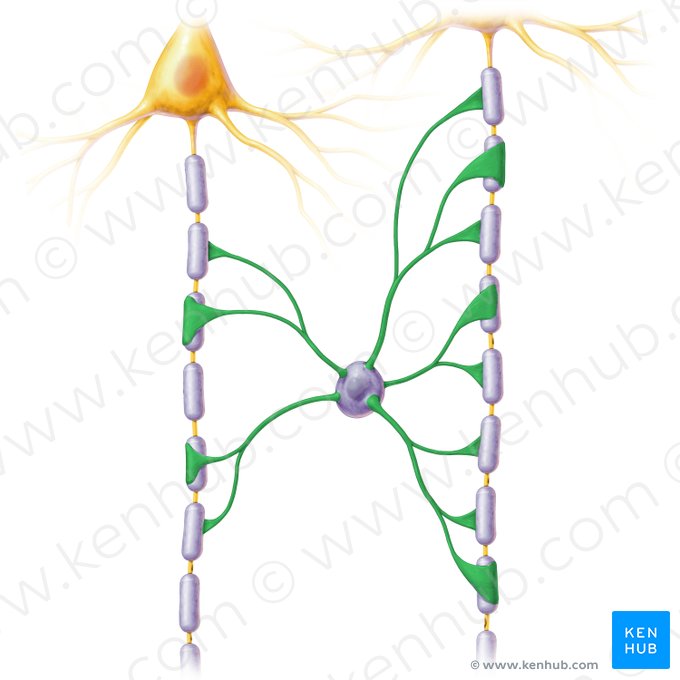 Proceso mielínico del oligondendrocito (Processus myelinopoieticus oligodendrocyti); Imagen: Paul Kim