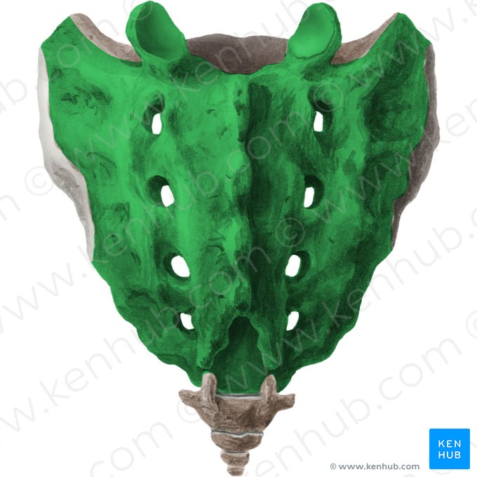 Dorsal surface of sacrum (Facies dorsalis ossis sacri); Image: Liene Znotina
