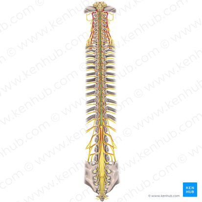 Posterior median sulcus of spinal cord (Sulcus medianus posterior medullae spinalis); Image: Rebecca Betts