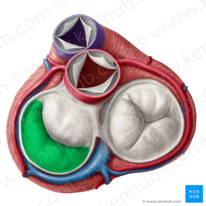 Posterior leaflet of left atrioventricular valve (Cuspis posterior valvae atrioventricularis sinistrae); Image: Yousun Koh