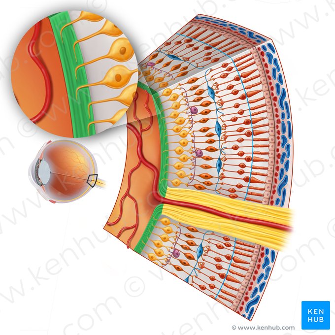 Stratum neurofibrarum retinae (Nervenfaserschicht der Netzhaut); Bild: Irina Münstermann
