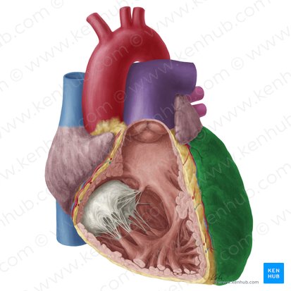 Left ventricle of heart (Ventriculus sinister cordis); Image: Yousun Koh