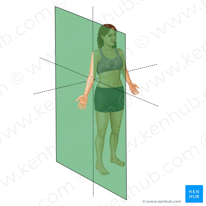 Sagittal plane (Planum sagittale); Image: Irina Münstermann
