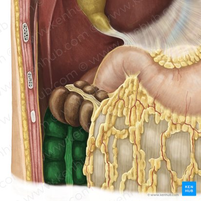Colon ascendens (Aufsteigender Dickdarm); Bild: Irina Münstermann