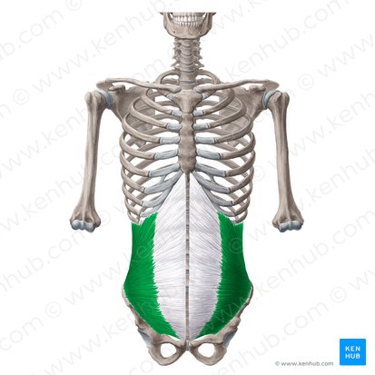 Musculus obliquus internus abdominis (Innerer schräger Bauchmuskel); Bild: Yousun Koh
