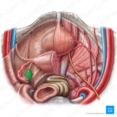Ovary (Ovarium); Image: Samantha Zimmerman