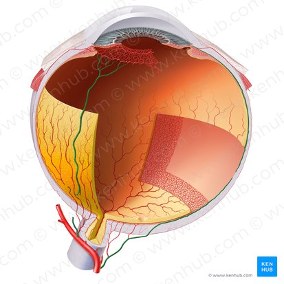 Long posterior ciliary arteries (Arteriae ciliares posteriores longae); Image: Paul Kim