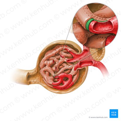 Glomerular basement membrane (Membrana basalis glomeruli); Image: Paul Kim
