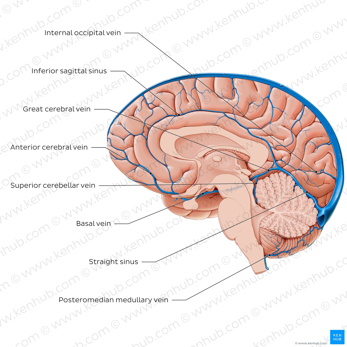 Cerebral veins - Medial view