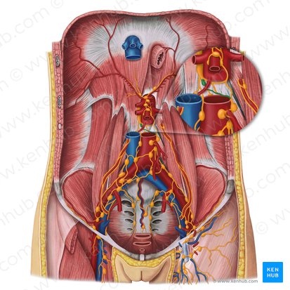 Left lumbar lymphatic trunk (Truncus lymphaticus lumbalis sinister); Image: Irina Münstermann