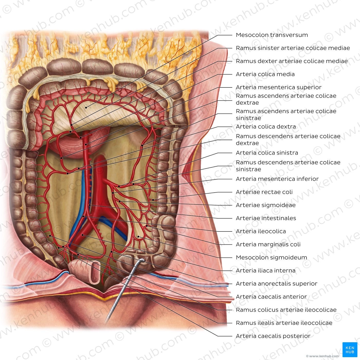 Arterien des Dickdarms