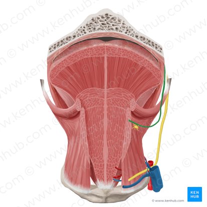 Nervo lingual (Nervus lingualis); Imagem: Begoña Rodriguez