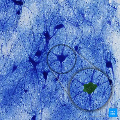 Cell body of neuron (Soma); Image: 