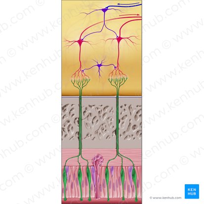 Olfactory sensory neuron (Epitheliocytus neurosensorius olfactorius); Image: Paul Kim