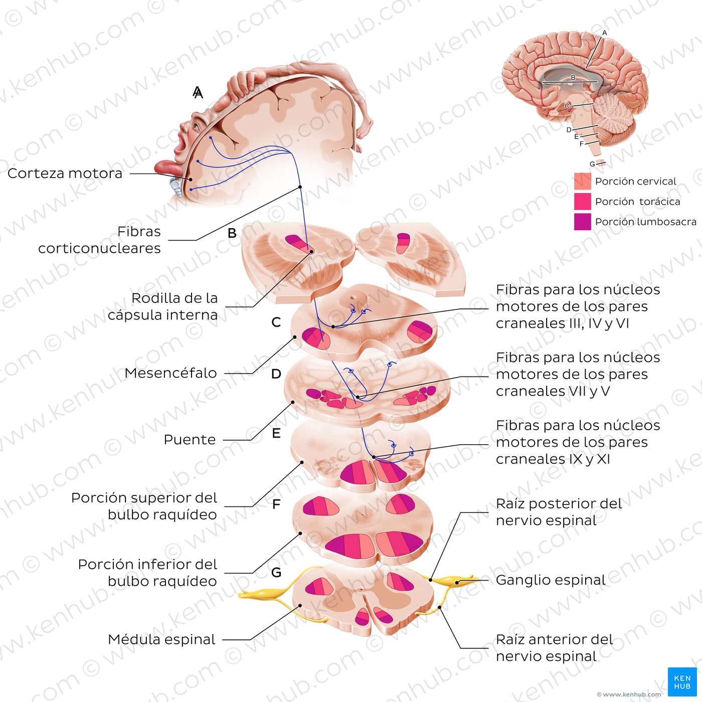 Corticonuclear tract