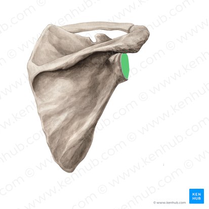 Fossa glenoidea scapulae (Gelenkpfanne des Schulterblatts); Bild: Yousun Koh