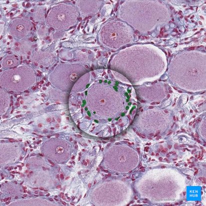 Gliocytus ganglionicus (Satellitenzelle); Bild: 