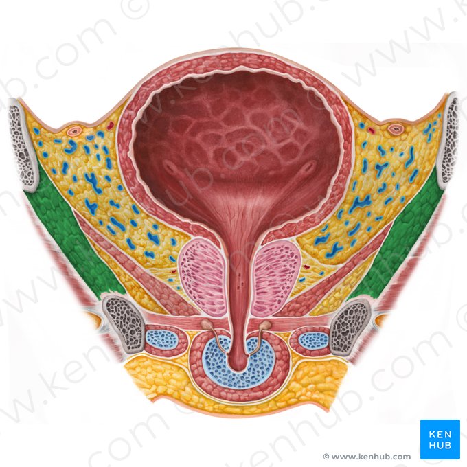 Obturator internus muscle (Musculus obturatorius internus); Image: Irina Münstermann