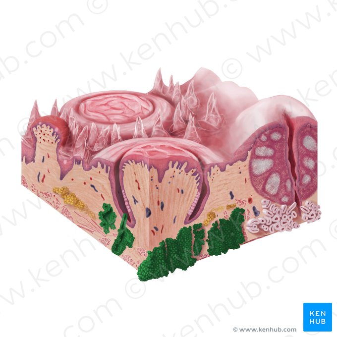 Gustatory glands (Glandulae gustatoriae); Image: Begoña Rodriguez