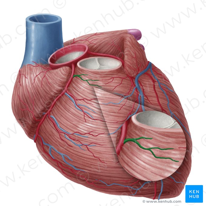 Ramus coni arteriosi arteriae coronariae dextrae (Ast des Conus arteriosus der rechten Herzkranzarterie); Bild: Yousun Koh