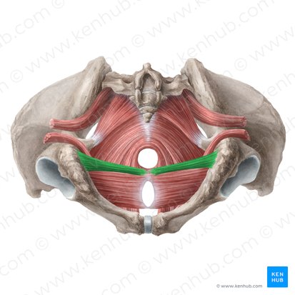 Superficial transverse perineal muscle (Musculus transversus superficialis perinei); Image: Liene Znotina