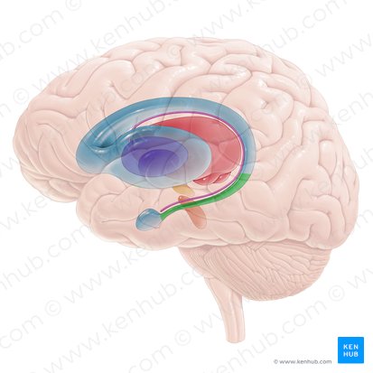 Tail of caudate nucleus (Cauda nuclei caudati); Image: Paul Kim