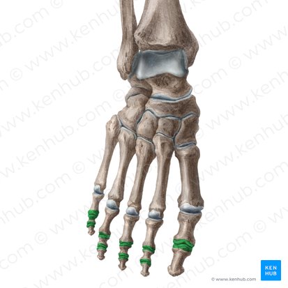 Interphalangeal joints of foot (Articulationes interphalangeae pedis); Image: Liene Znotina