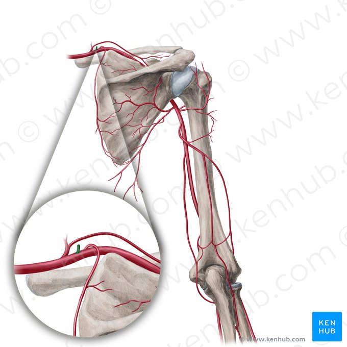 Truncus costocervicalis (Rippen-Halsschlagader-Stamm); Bild: Yousun Koh