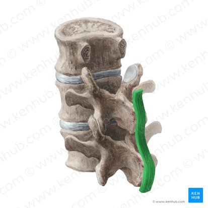 Ligamentum supraspinale (Oberdornfortsatzband); Bild: Liene Znotina