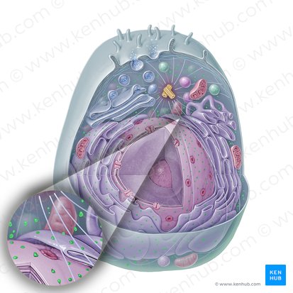 Ribosoma (Ribosom); Bild: Paul Kim
