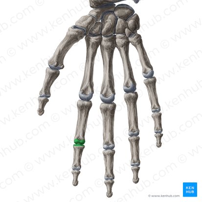 Articulatio interphalangea proximalis indicis (Mittelgelenk des Zeigefingers); Bild: Yousun Koh